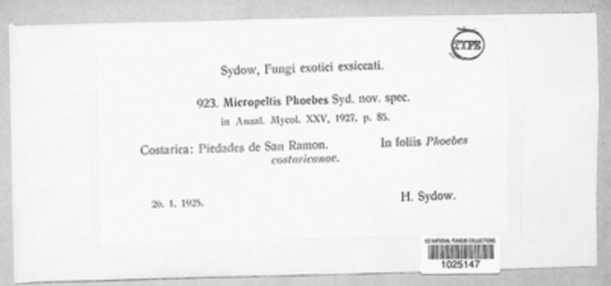 Micropeltis image